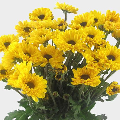 Yellow Mumms - Pre-Order Only