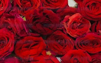Red Bud Roses (100gm packet)- Pre-Order Only